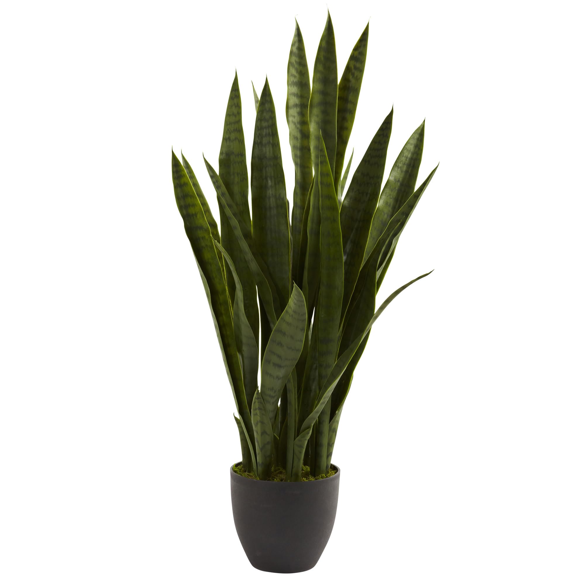 Indoor Plants