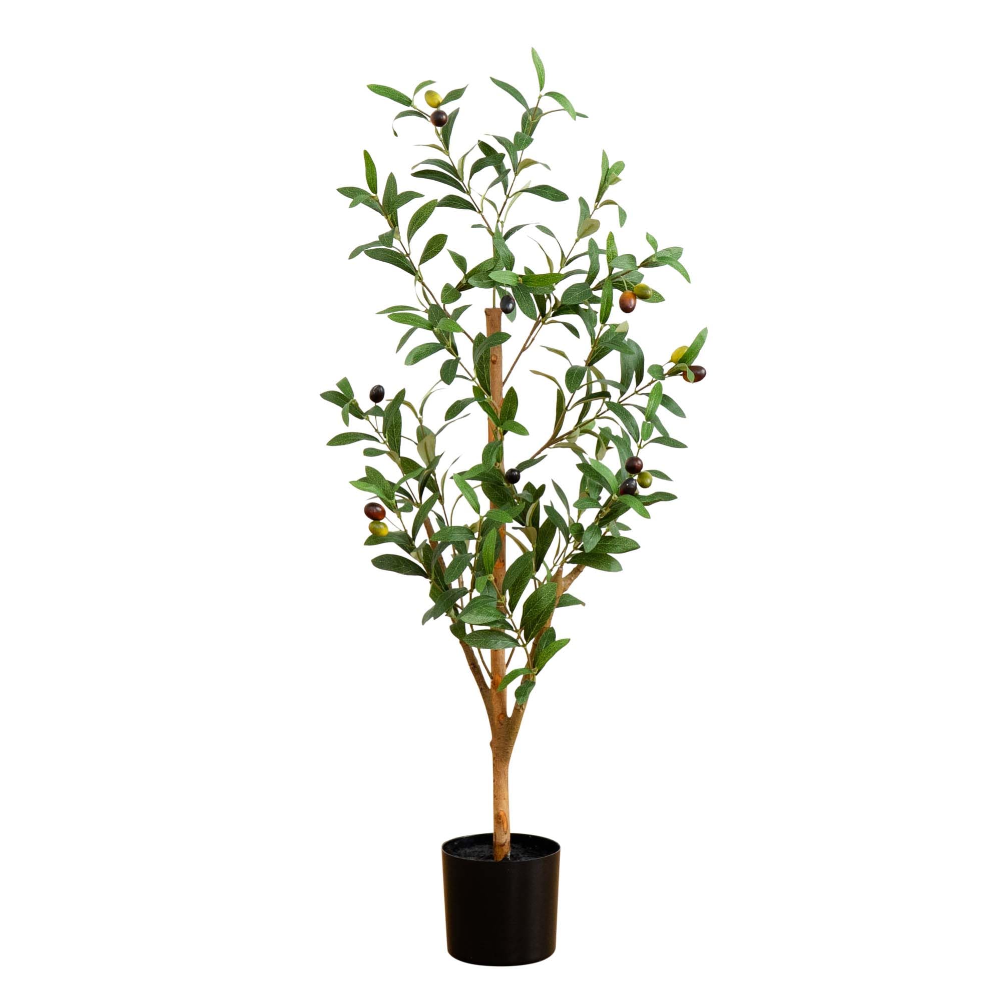Olive Trees